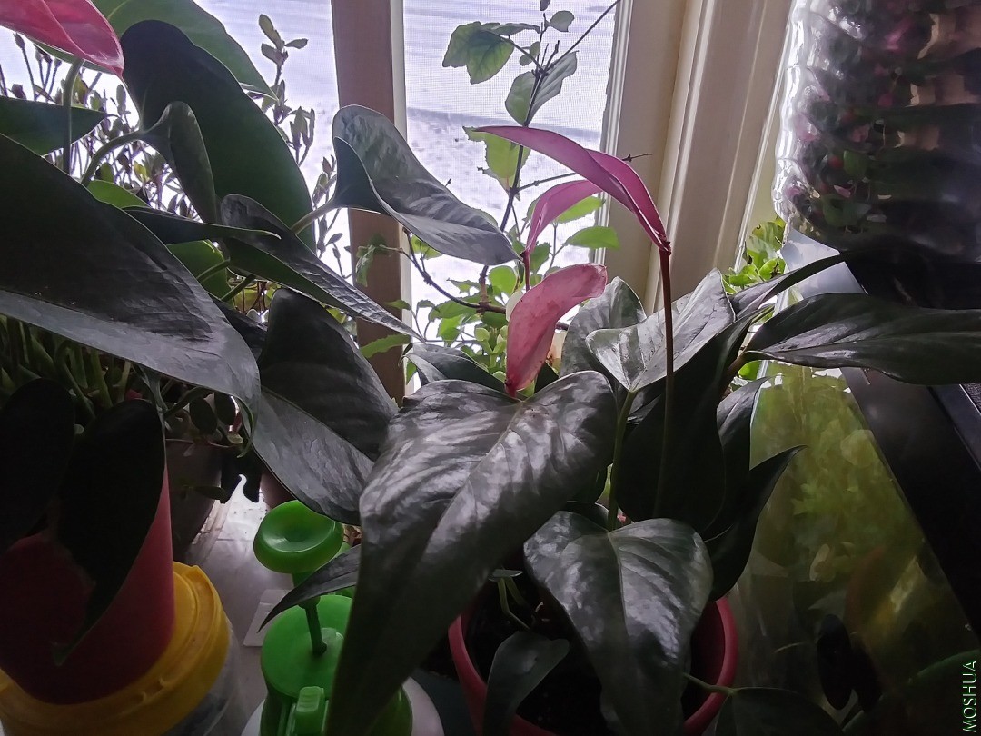 20210122_142921_HDR.jpg