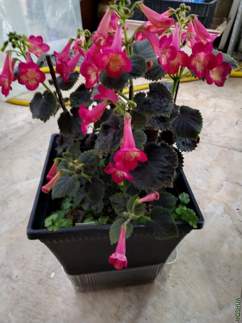 IMG_20201220_094437.jpg