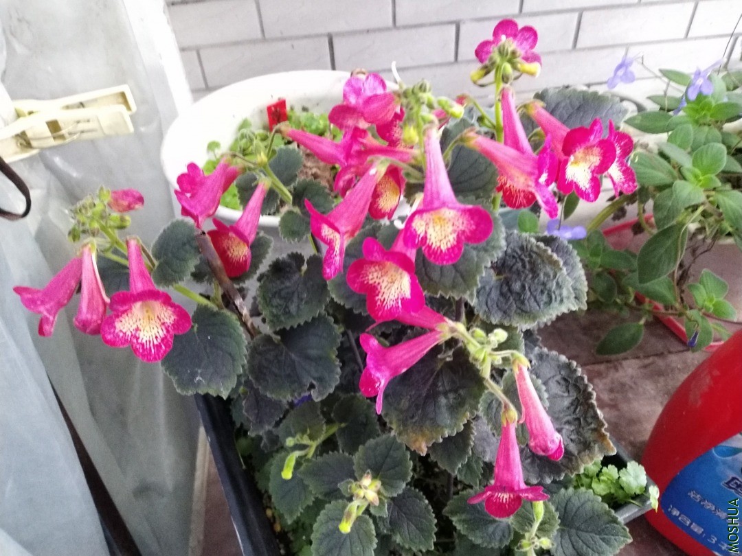 IMG_20201212_071146.jpg