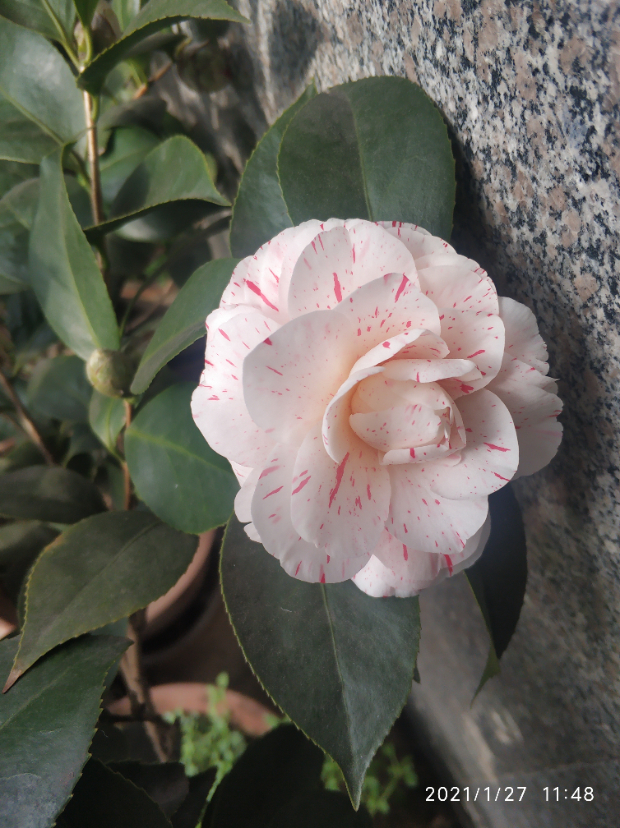 IMG_20210127_114832.jpg