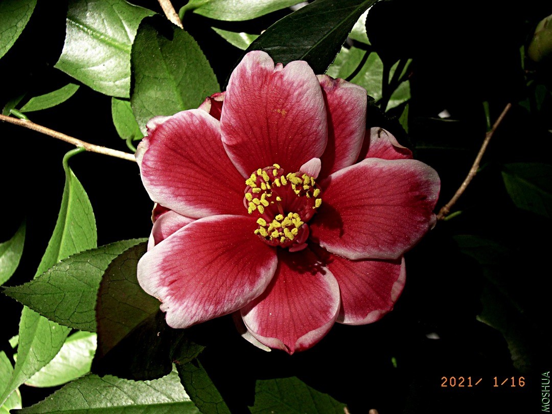 1503f-210116b.jpg