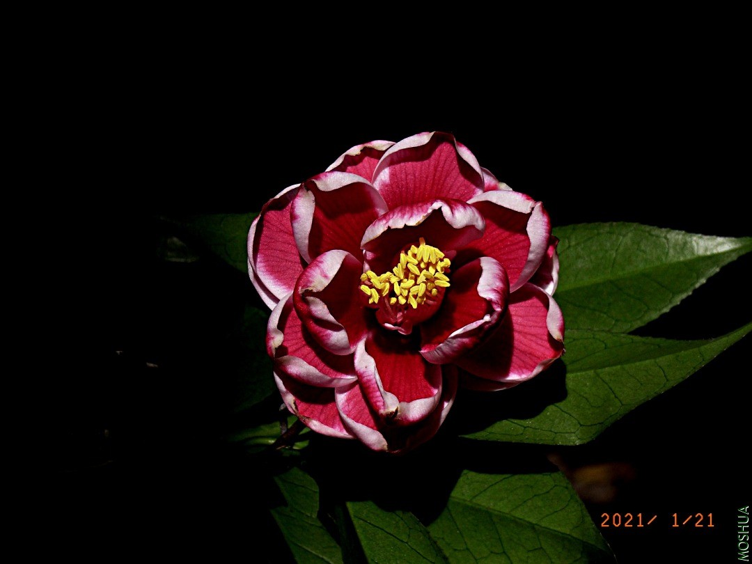 1503F-210121C.jpg