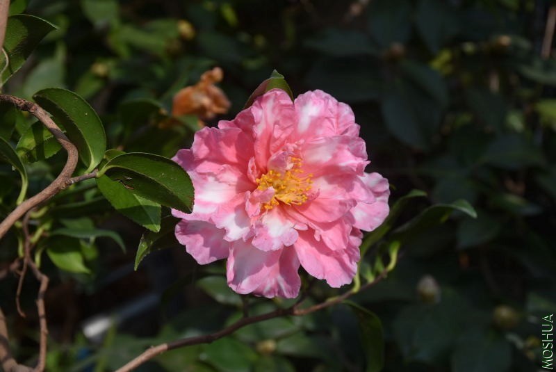 DSC_01110111.JPG