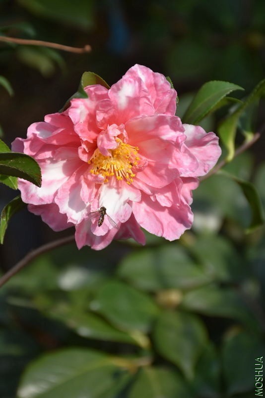 DSC_01380138.JPG