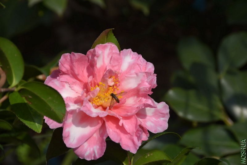 DSC_01260126.JPG