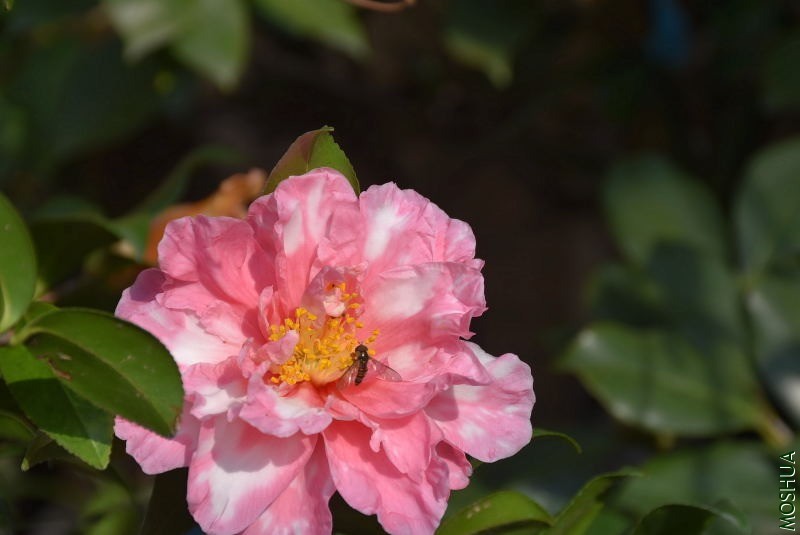 DSC_01250125.JPG