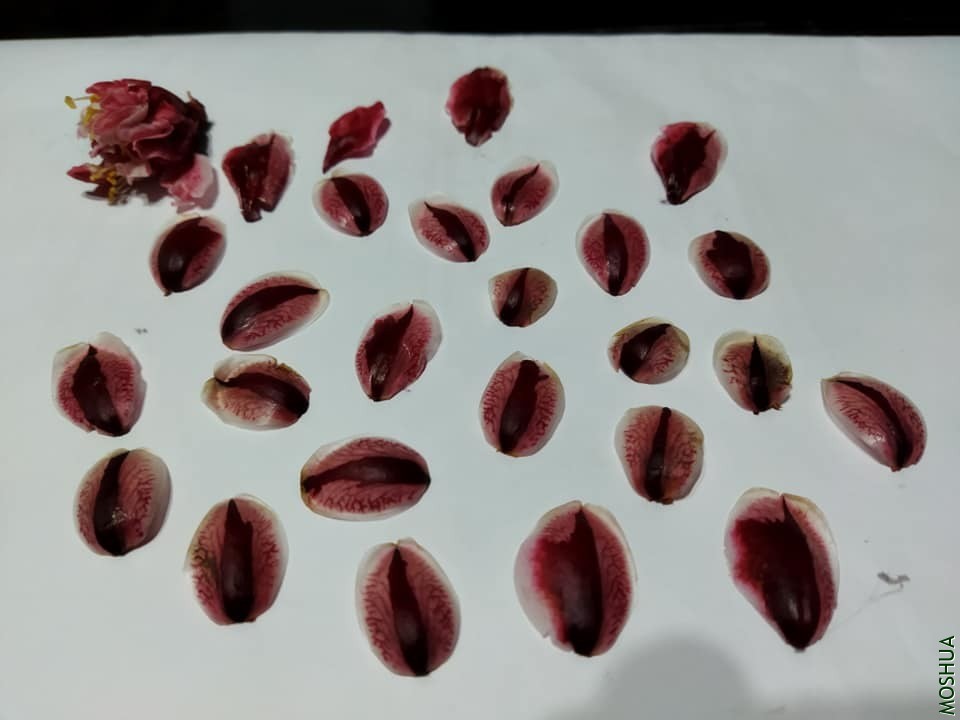 144943233_1184298618653437_5098138207217909074_n.jpg