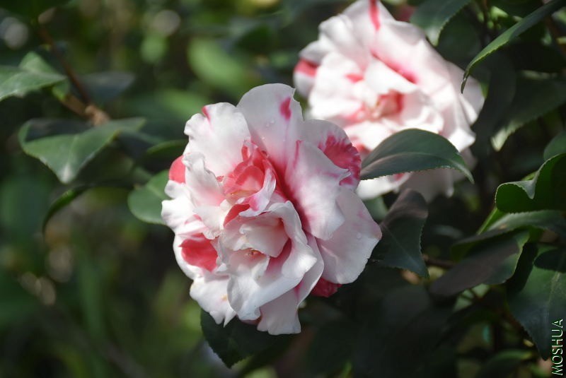 DSC_00030003.JPG
