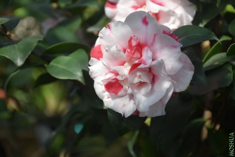 DSC_00060006.JPG