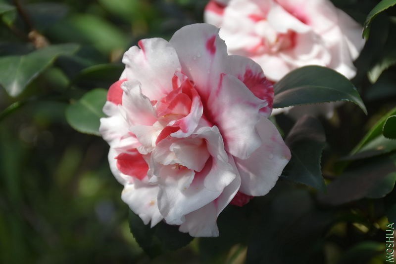 DSC_00080008.JPG