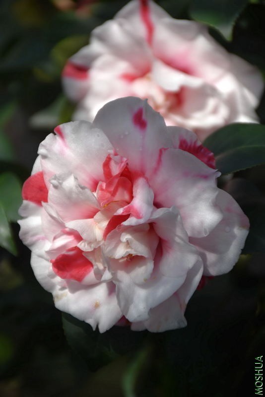 DSC_00310031.JPG