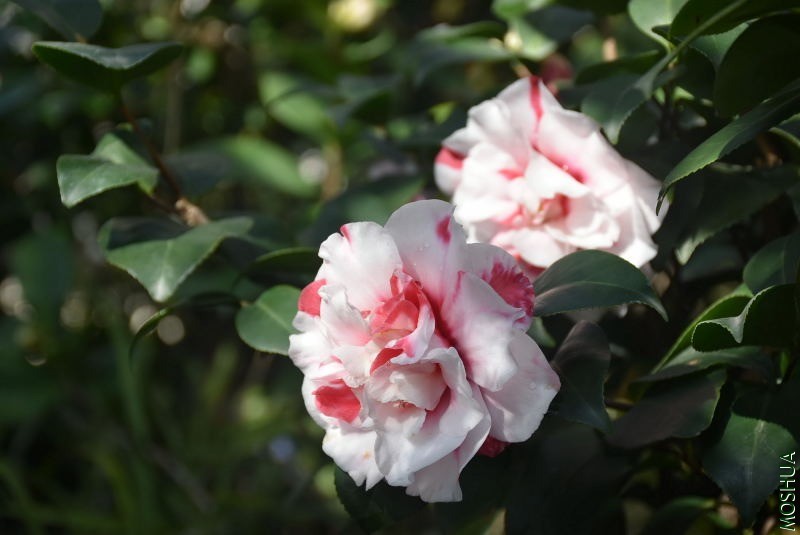 DSC_00180018.JPG