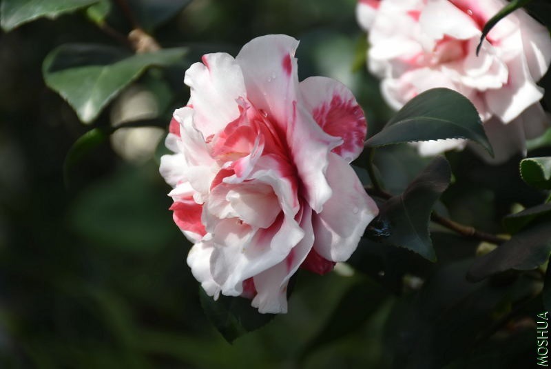 DSC_00270027.JPG
