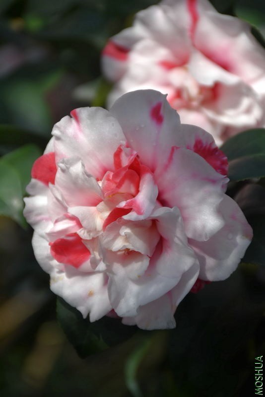 DSC_00300030.JPG