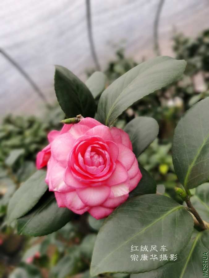 a1612768378086.jpg