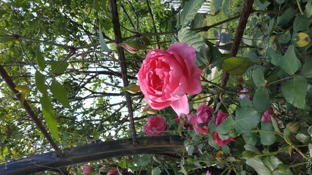 IMG_20200425_151051.jpg
