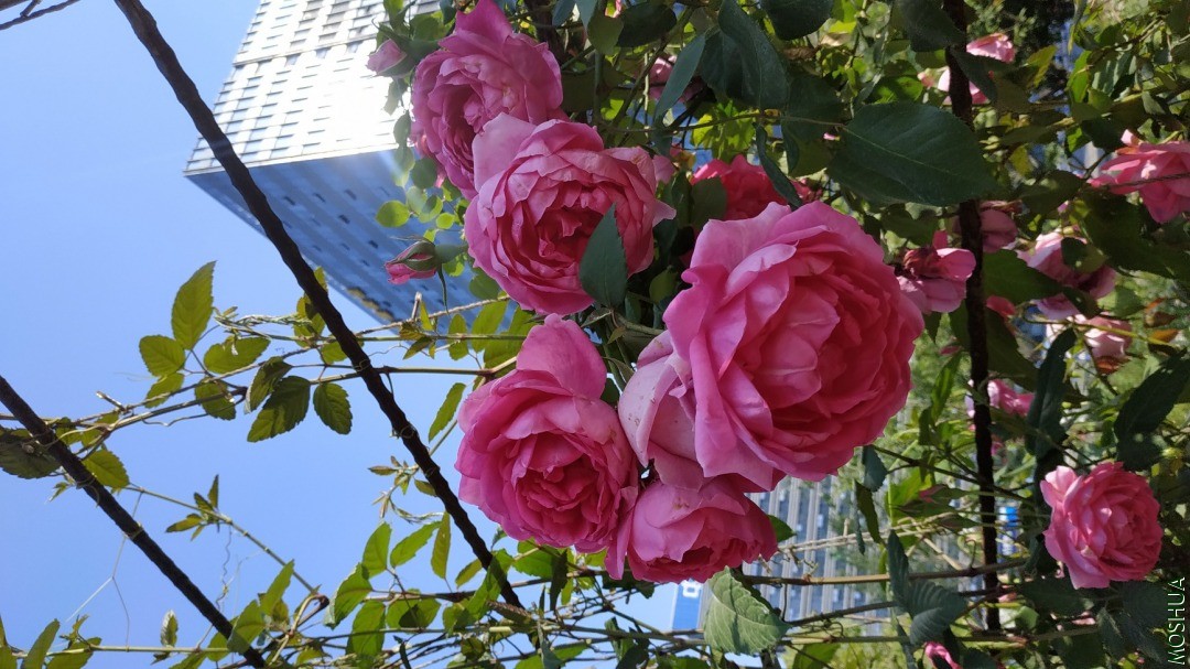 IMG_20200428_152318.jpg
