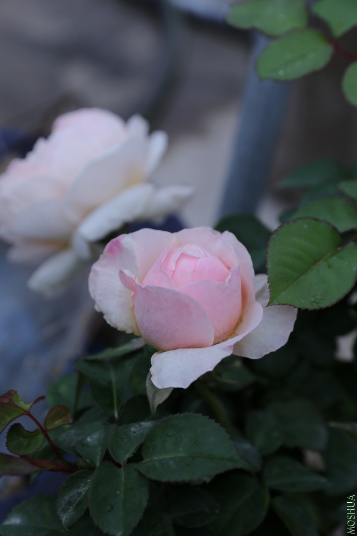 IMG_1564.JPG