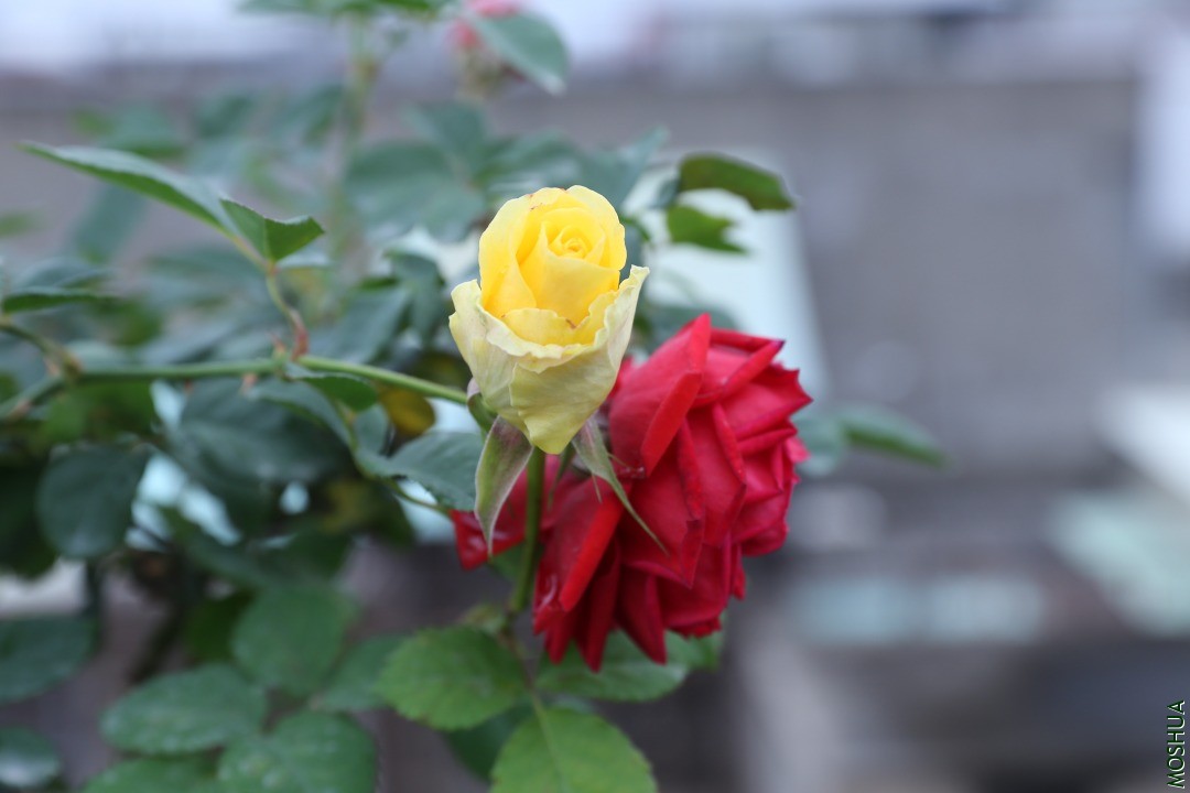 IMG_1572.JPG