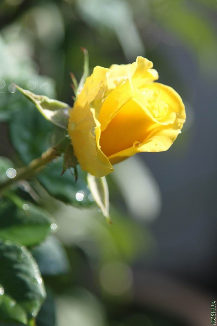 IMG_3661.JPG