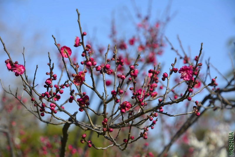 _DSC36380583.JPG