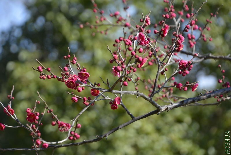 _DSC36580603.JPG