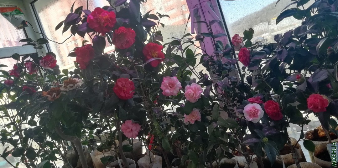 IMG_20201229_133139.jpg
