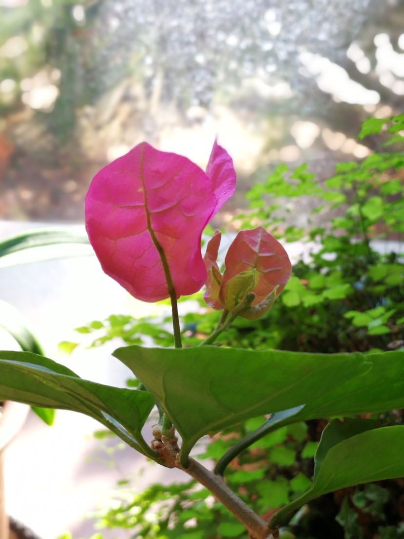 IMG_20210209_124405.jpg