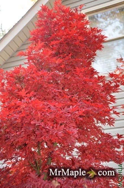 Buy_Acer_palmatum_Skeeter_s_Broom_Japanese_Maple_Tree_1024x1024.webp.jpg
