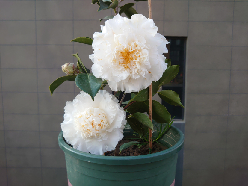 DSC_8573.JPG