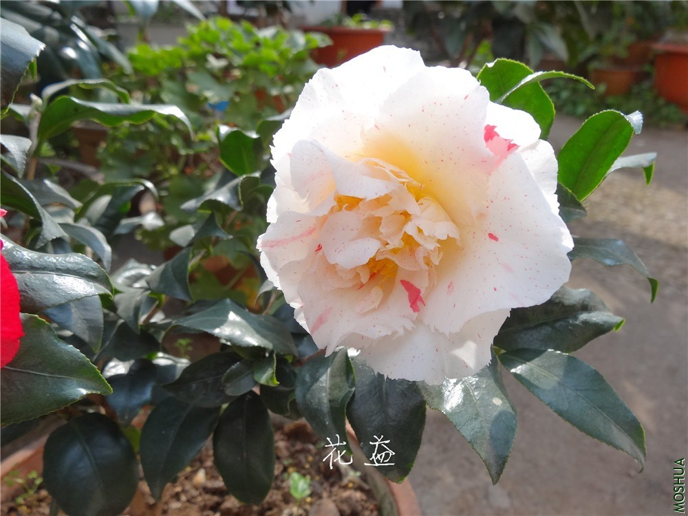 DSC05026.jpg