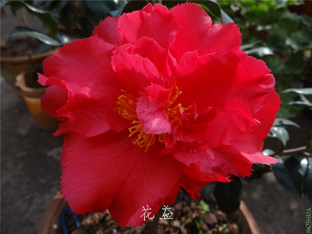 DSC05031.jpg