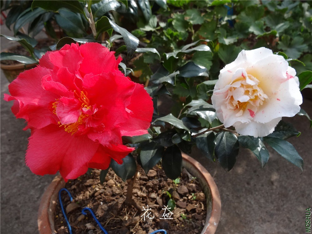 DSC05033.jpg