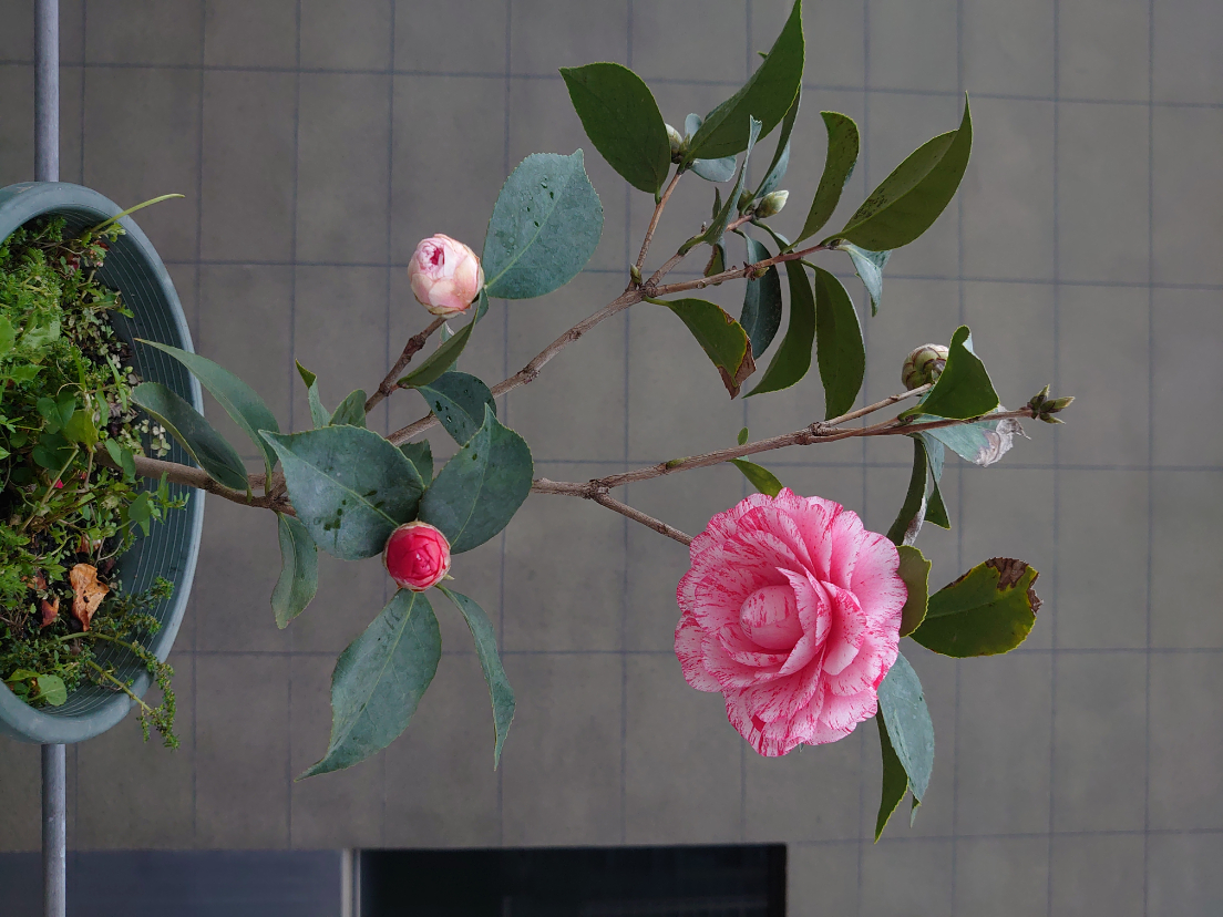 DSC_0375.JPG