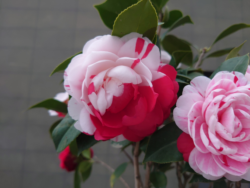 DSC_0349.JPG