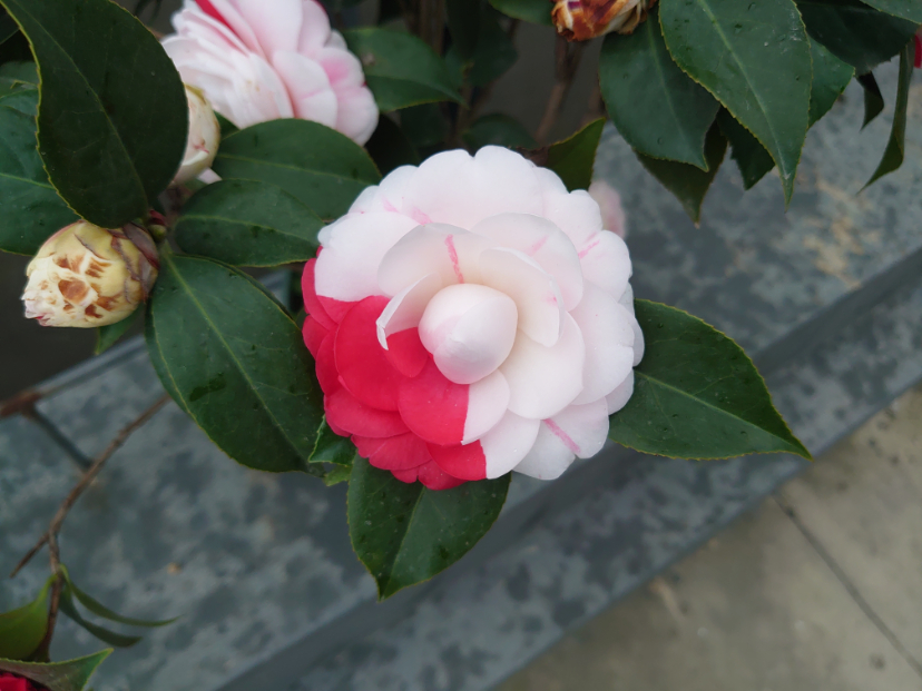 DSC_0358.JPG
