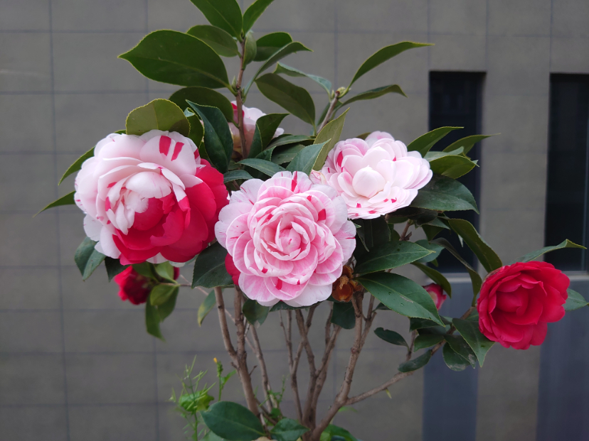 DSC_0346.JPG