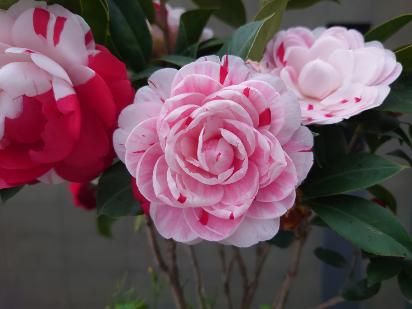 DSC_0348.JPG