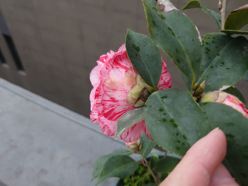 DSC_0377.JPG