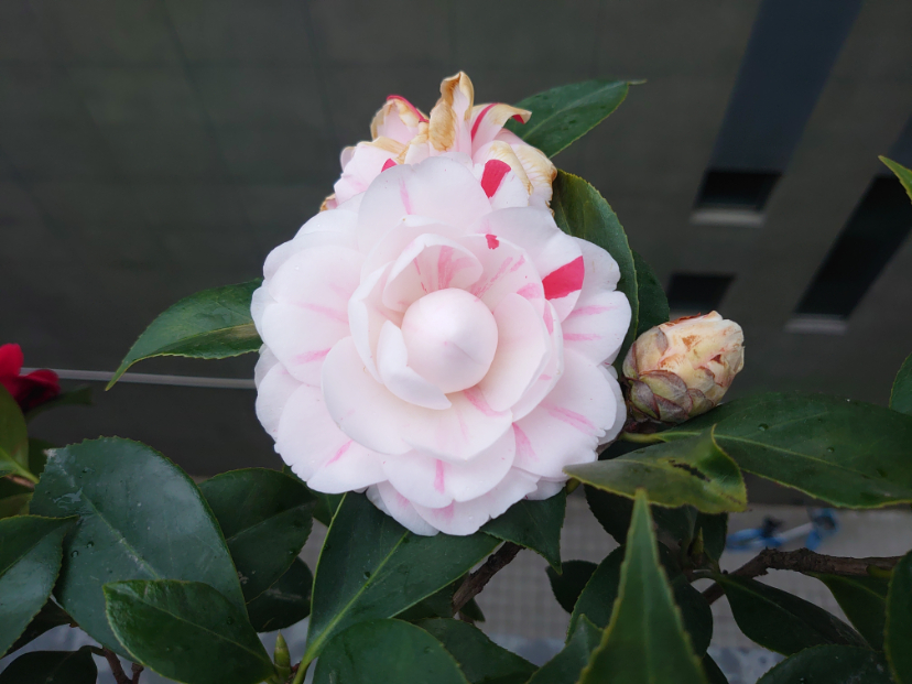 DSC_0351.JPG