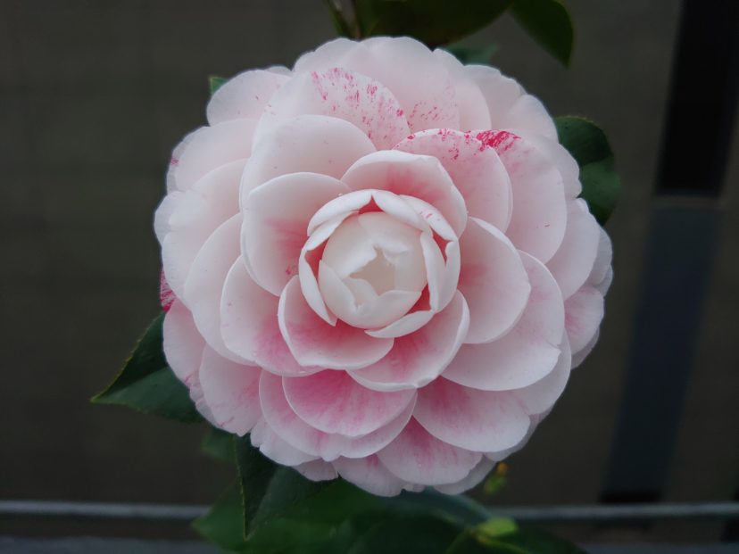 DSC_0486.JPG