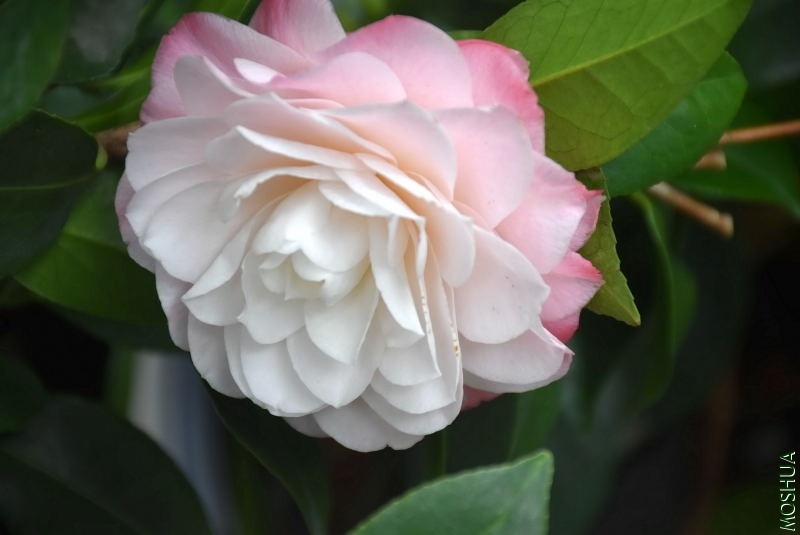 DSC_01530153.JPG