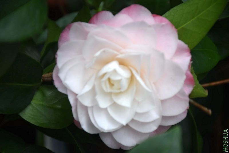 DSC_01460146.JPG