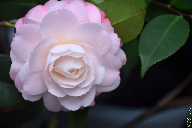 DSC_01650165.JPG