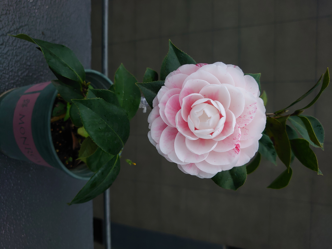 DSC_0492.JPG