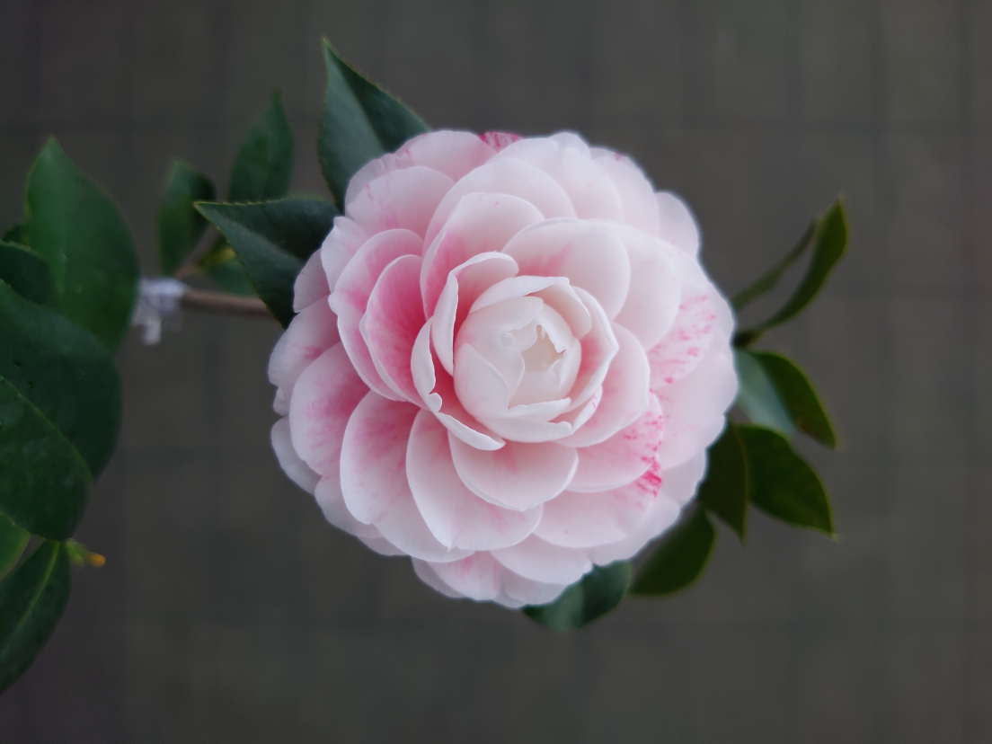 DSC_0481.JPG