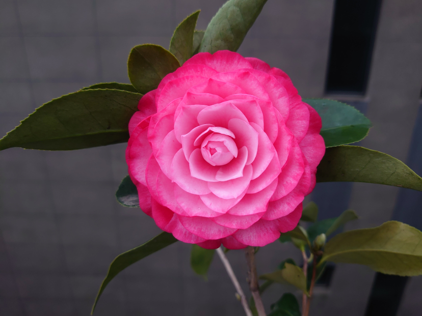DSC_0469.JPG