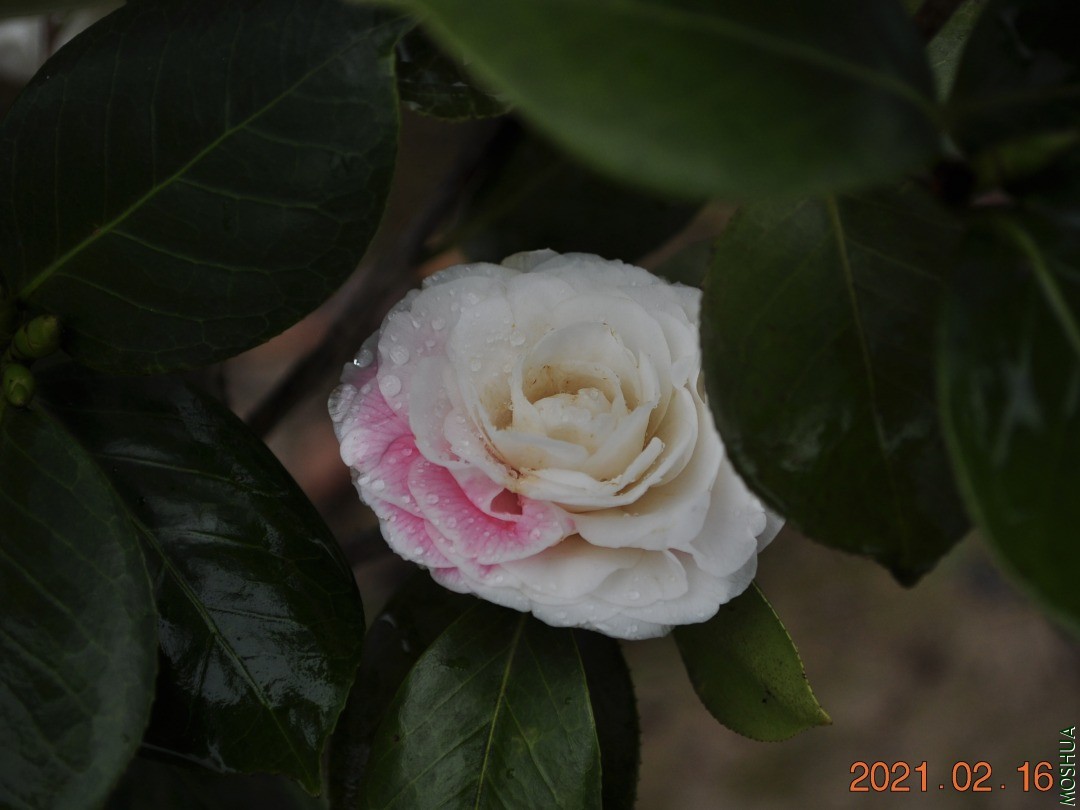 IMG_0710.JPG