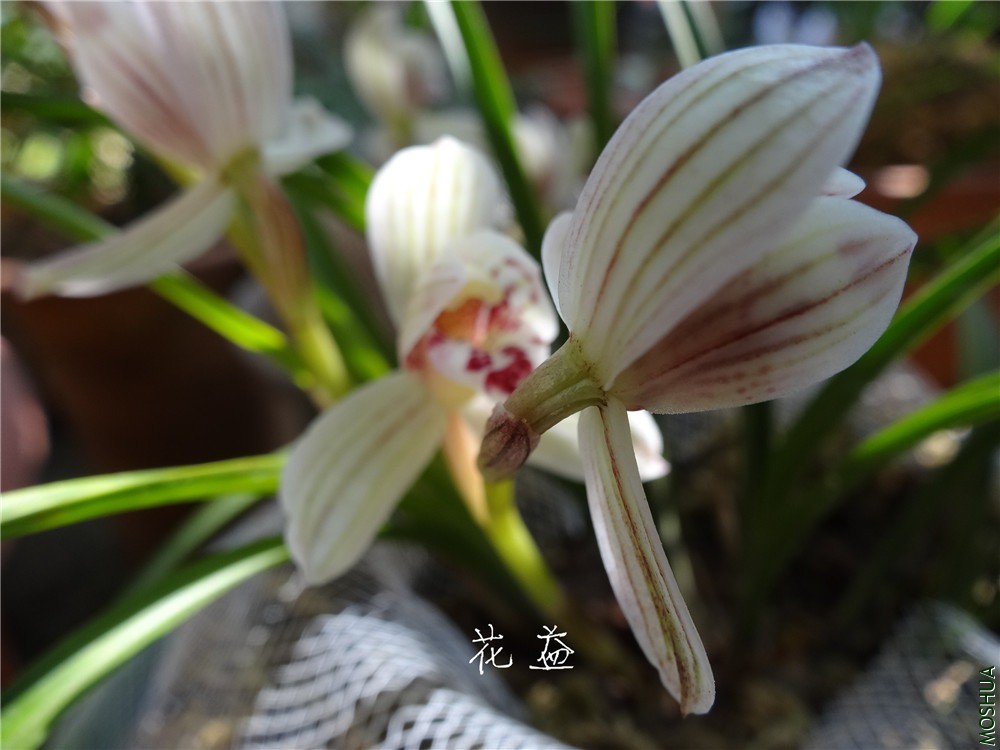DSC05090.jpg
