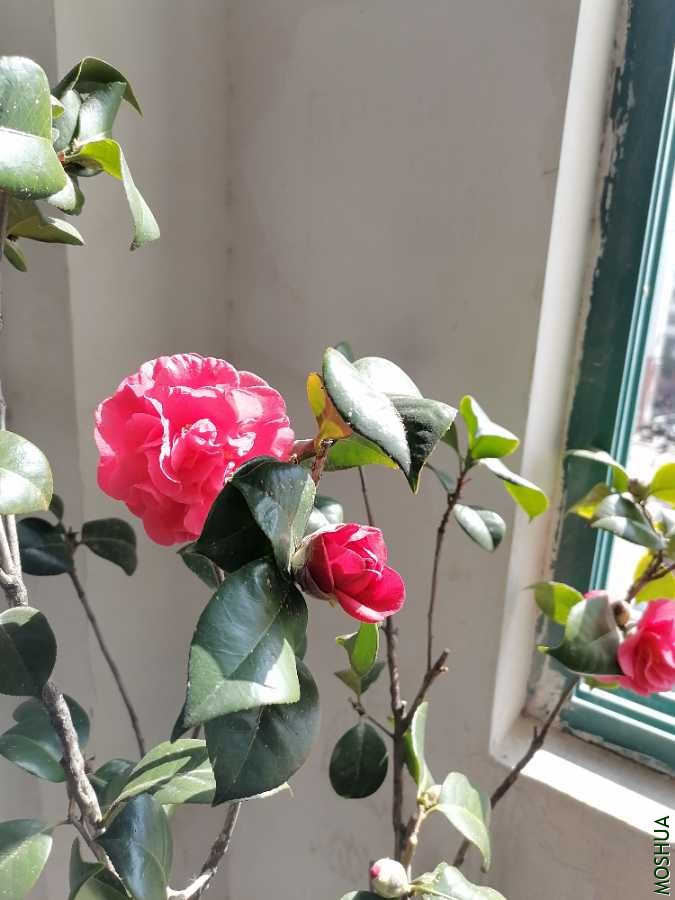 IMG_20210227_131820.jpg
